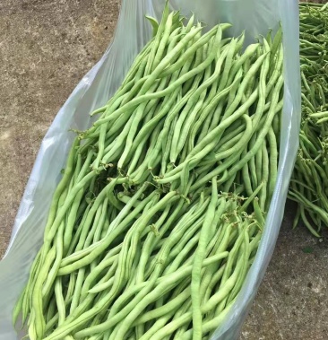 [无筋豆批发]精品无茎豆价格4.00元/斤 - 一亩田