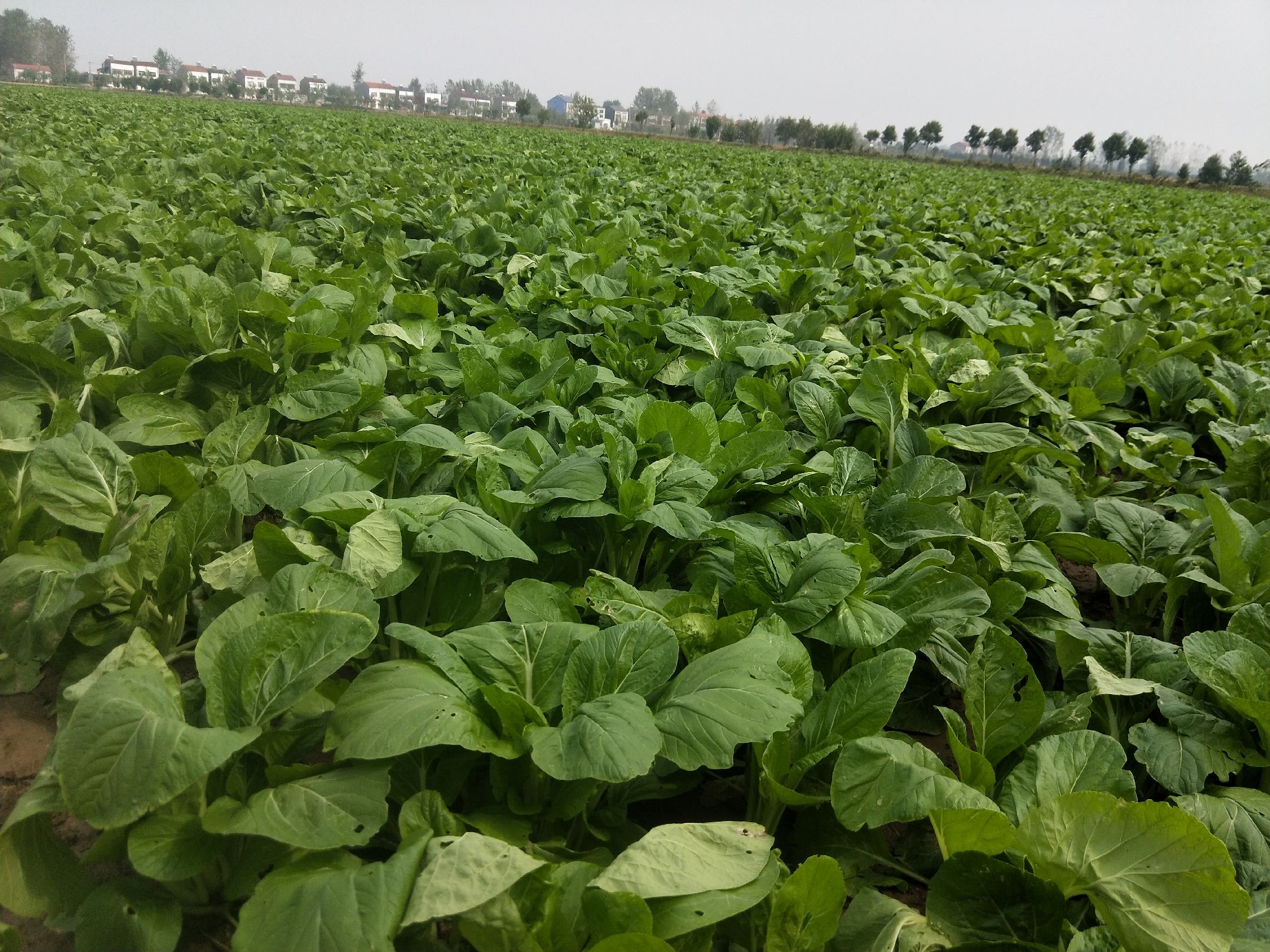 一片广阔的农田中,成片的红菜苔整齐排列,紫色的菜苔从绿叶中抽出,顶端开着淡黄色的小花,阳光洒落在叶片上,呈现出晶莹剔透的质感,背景为冬日晴朗的天空和远处农舍 红菜苔田间成熟景象