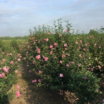 江苏沭阳精品木槿基地直发货量充足量大从优一手货源