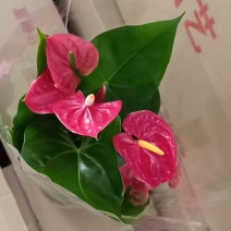 130#马都拉红掌12.5/盆状态好盆栽绿植实物实拍图