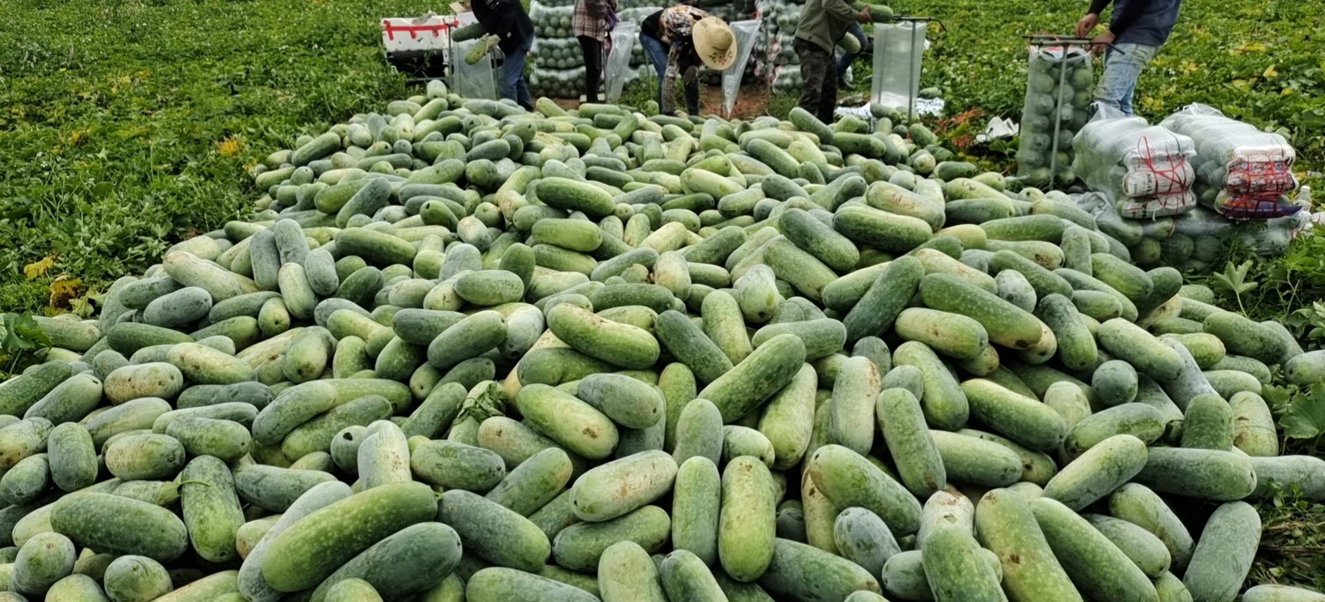 一串铃冬瓜田间管理场景