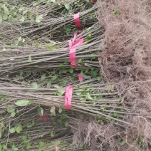 1公分江南桤木，别名（水冬瓜），籽播田苗，海量供应