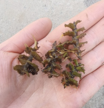 [沮草批发]菹草草种子价格1.10元/斤 - 一亩田