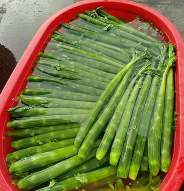 新津三青莴笋莴苣 大量上市 平均13斤以上 精品上货
