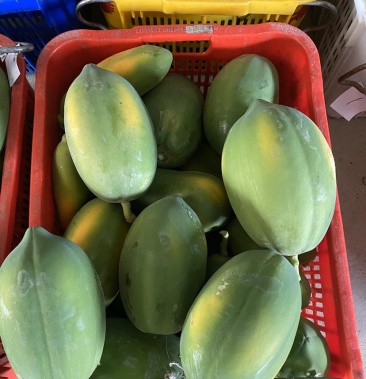 广东本地木瓜现摘精品木瓜少量上市