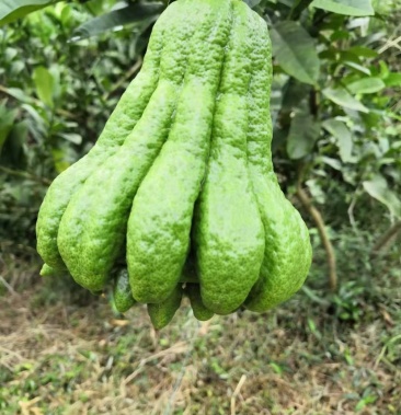 新鲜佛手柑广佛手鲜果基地直供奶茶店专用