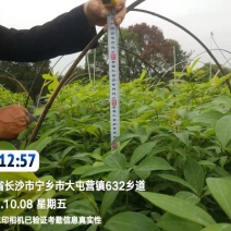 金丝楠木