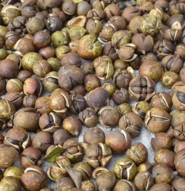 [油茶籽批发]山茶子价格3.00元/公斤 - 一亩田