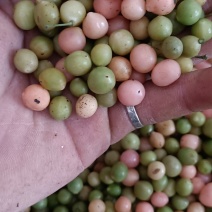 地苦胆！青牛胆！金果榄种子
