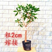 嫁接桂花盆栽盆景地栽桂花树苗四季桂金桂丹桂阳台庭院浓香型