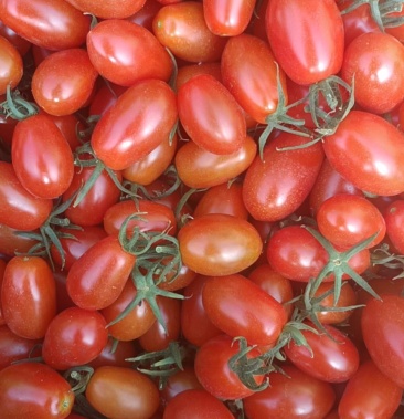 丹东409小柿子,农户直销,口感嘎嘎的!