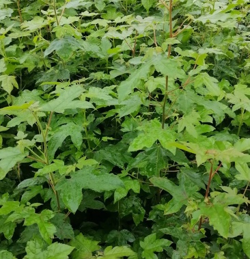 枫香苗枫香杯苗枫香袋苗枫树苗江西宜春产地直供