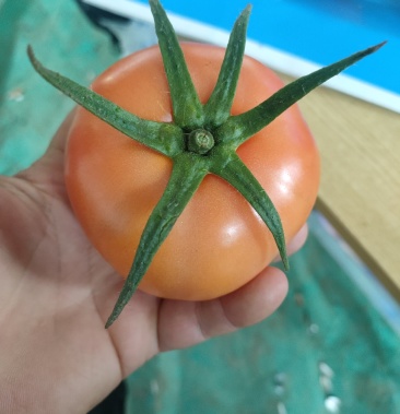 精品大棚石头果!