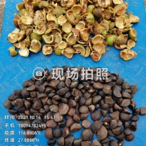 油茶鲜果