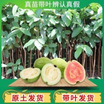 番石榴树果苗四季结果特大台湾红心芭乐树苗番石榴嫁接苗盆栽