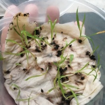 崂峪苔草种子