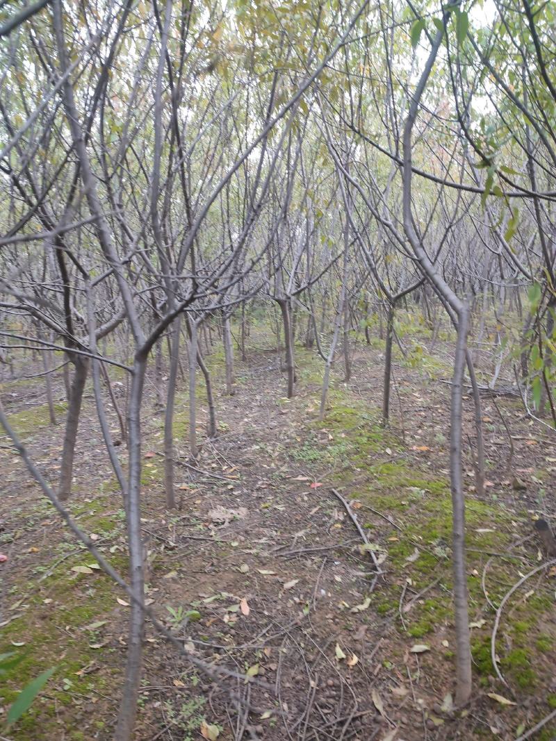 山桃苗山桃小苗规格齐全桃树苗品质优良,现挖现发.欢迎