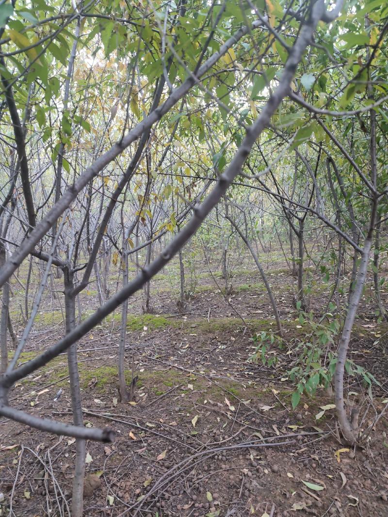 山桃苗山桃小苗规格齐全桃树苗品质优良,现挖现发.欢迎
