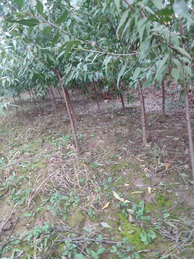 山桃苗山桃小苗规格齐全桃树苗品质优良,现挖现发.欢迎