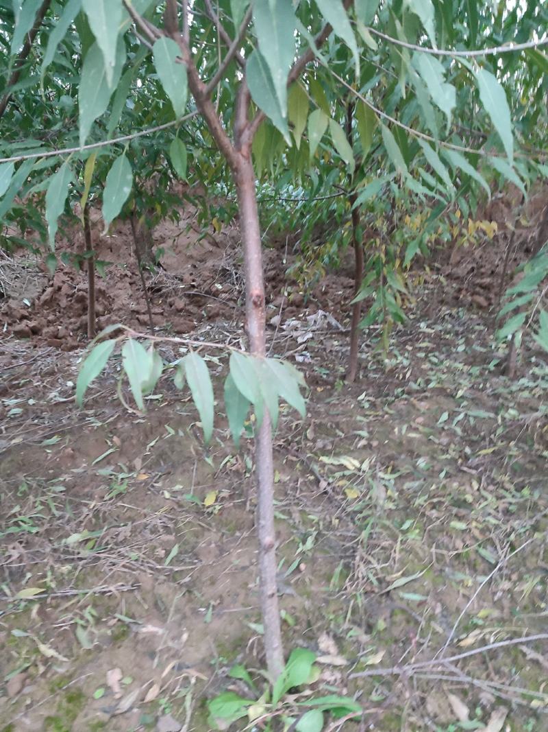山桃苗山桃小苗规格齐全桃树苗品质优良,现挖现发.欢迎
