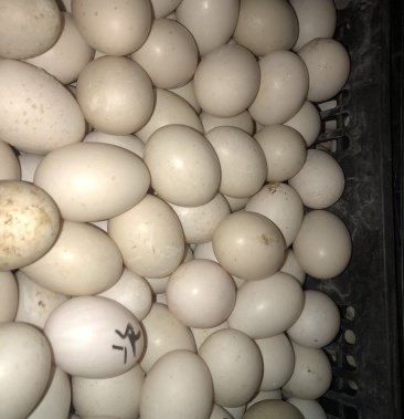 [番鸭蛋批发]新鲜番鸭蛋价格6.50元/斤 - 一亩田