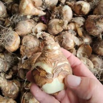 洋水仙种球荷兰进口水仙花种球根水培土培盆栽多年生球根花卉