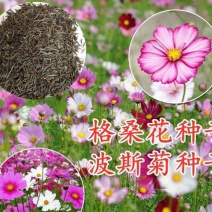 矮杆混色波斯菊种子格桑花野花组合绿化花海草花籽四季