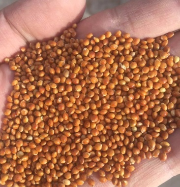 供应红黄黑白五色黍子糜子蒙稷鸽粮鸟粮鸟食鹦鹉