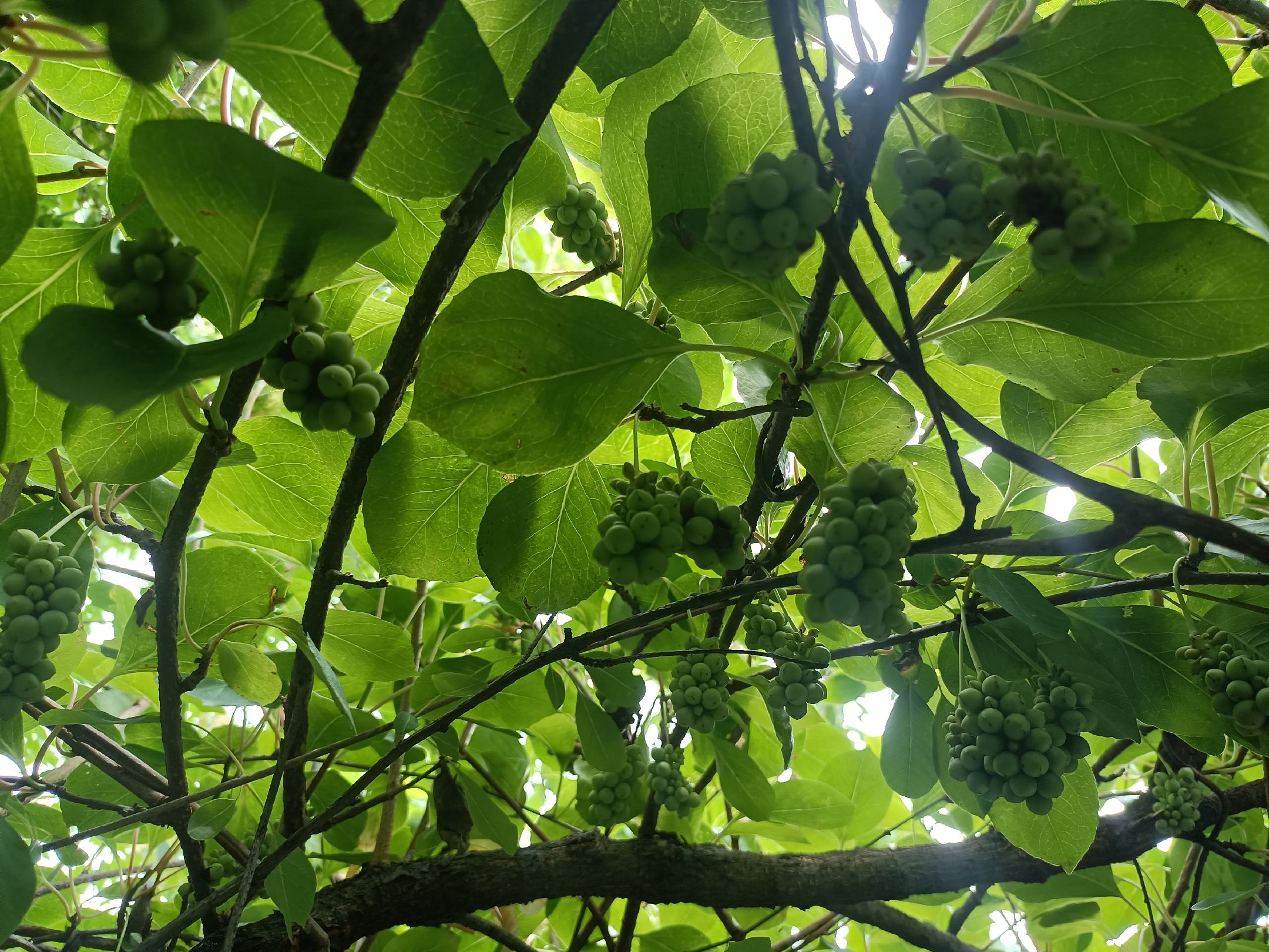 一株生长在湿润山地林下的南五味子根植株,茎蔓缠绕于小乔木枝干上,叶片呈椭圆形,边缘微波状,叶面深绿有光泽;近地面处可见浅褐色、分枝较多的根系部分裸露于腐殖土表面,根皮粗糙,呈现典型木质化特征;背景为雾气缭绕的亚热带山林环境 南五味子根植株整体形态