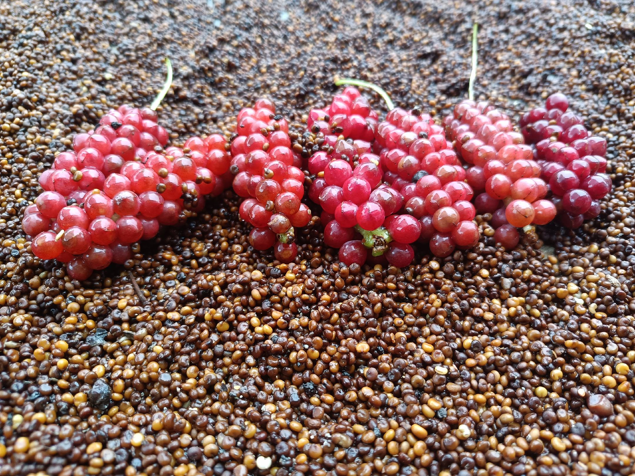 南五味子果实特写