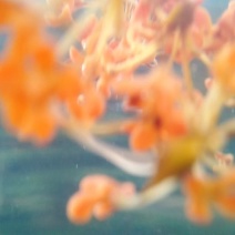 新鲜金桂.银桂.无硫桂花.自然晒干，视频看货。