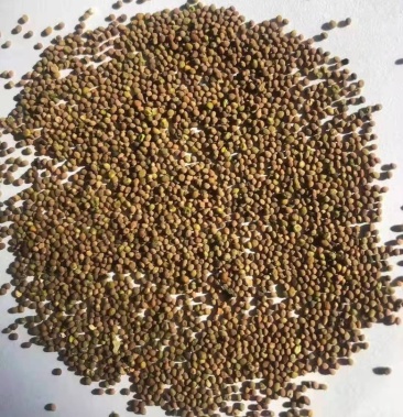 内蒙古产新菟丝子颗粒饱满过风过筛无杂籽优质货源