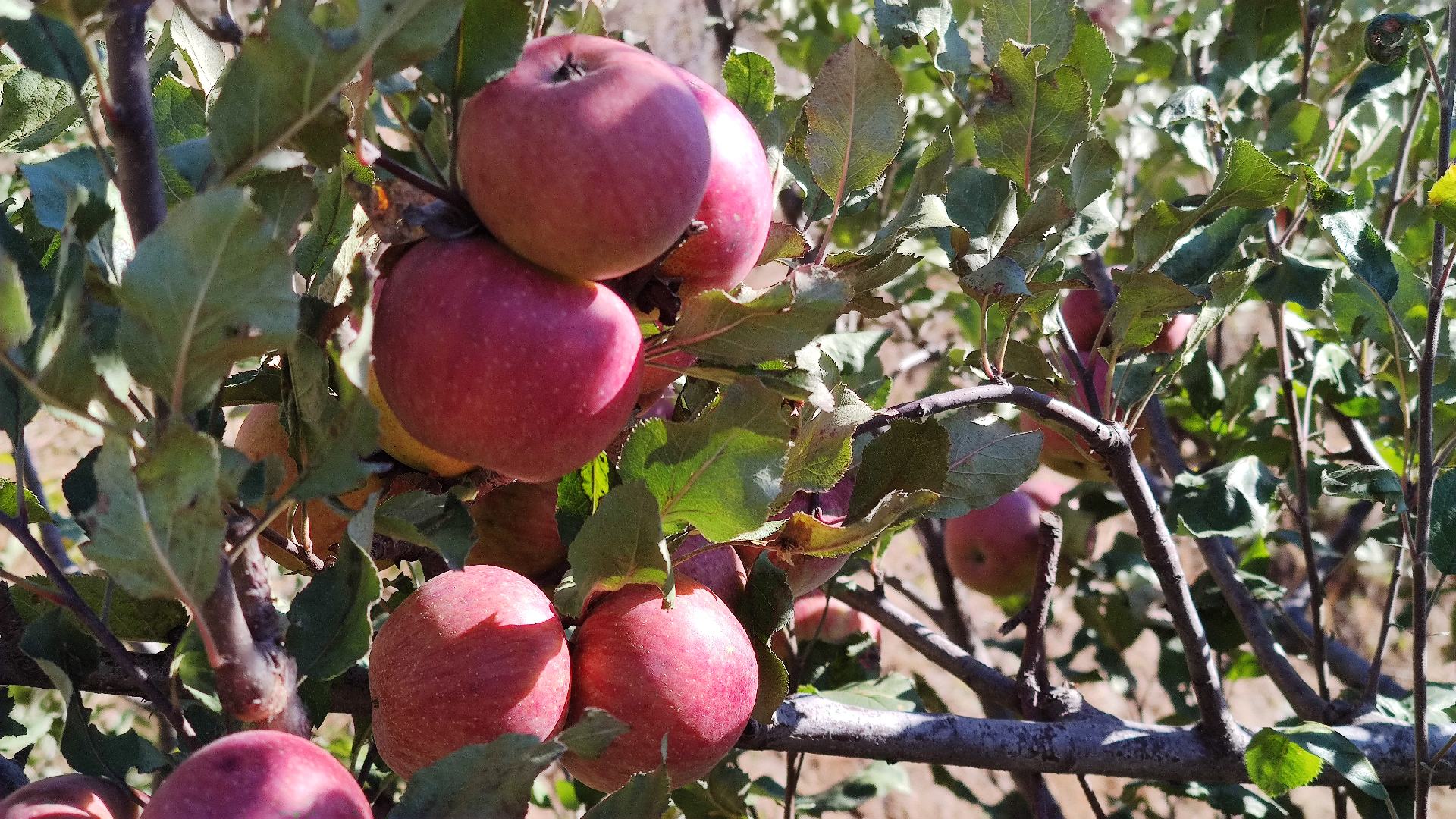 一片成熟的国光苹果园,秋季时节,树木枝头挂满红黄相间的国光苹果,阳光透过树叶洒在果实上,呈现出温暖的光影效果,地面覆盖着落叶,远处可见果农正在采摘 国光苹果树挂满果实的秋季果园全景
