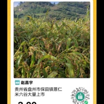 医用食品薏仁米