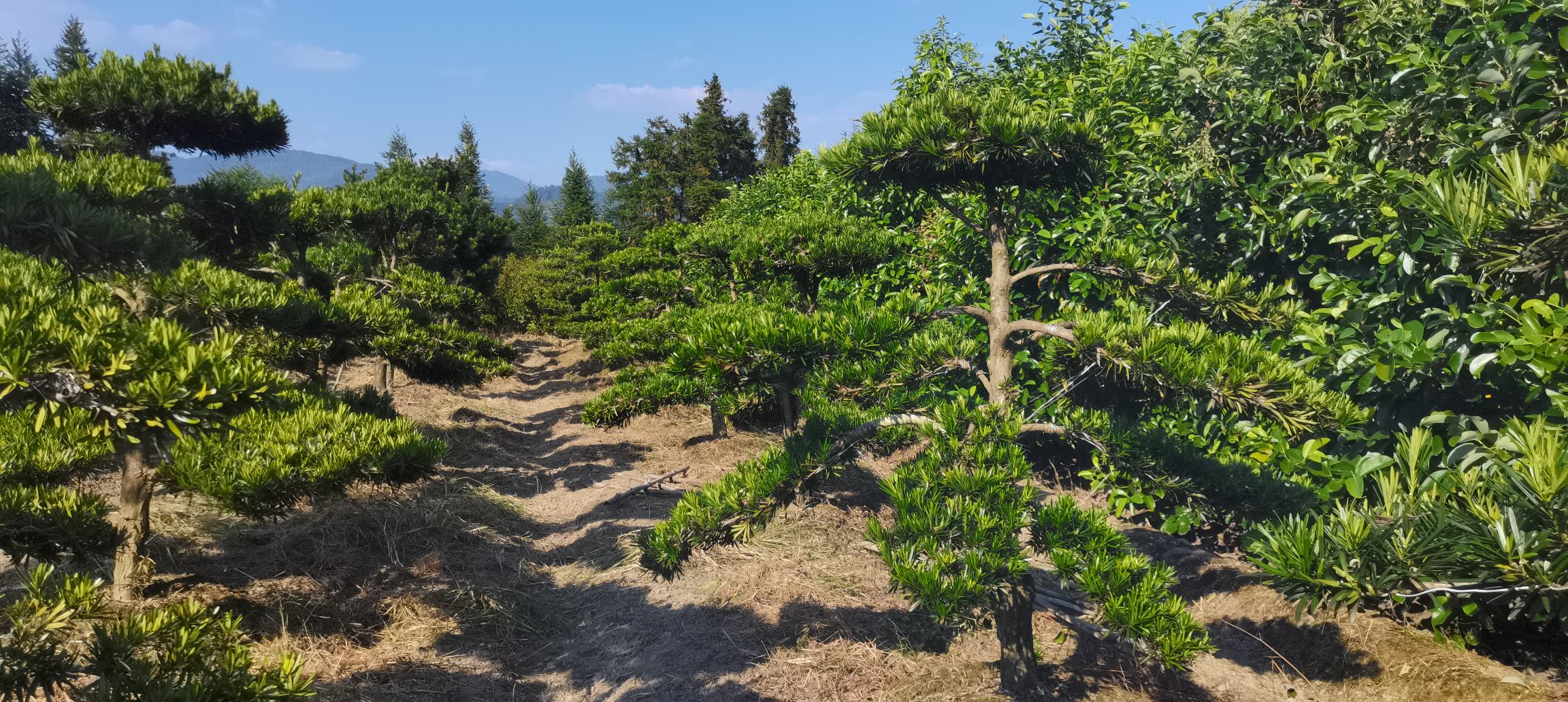 景观松与园林景观融合,形成和谐自然的视觉效果 景观松在园林中的应用