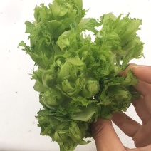 娃娃菜儿菜上市了