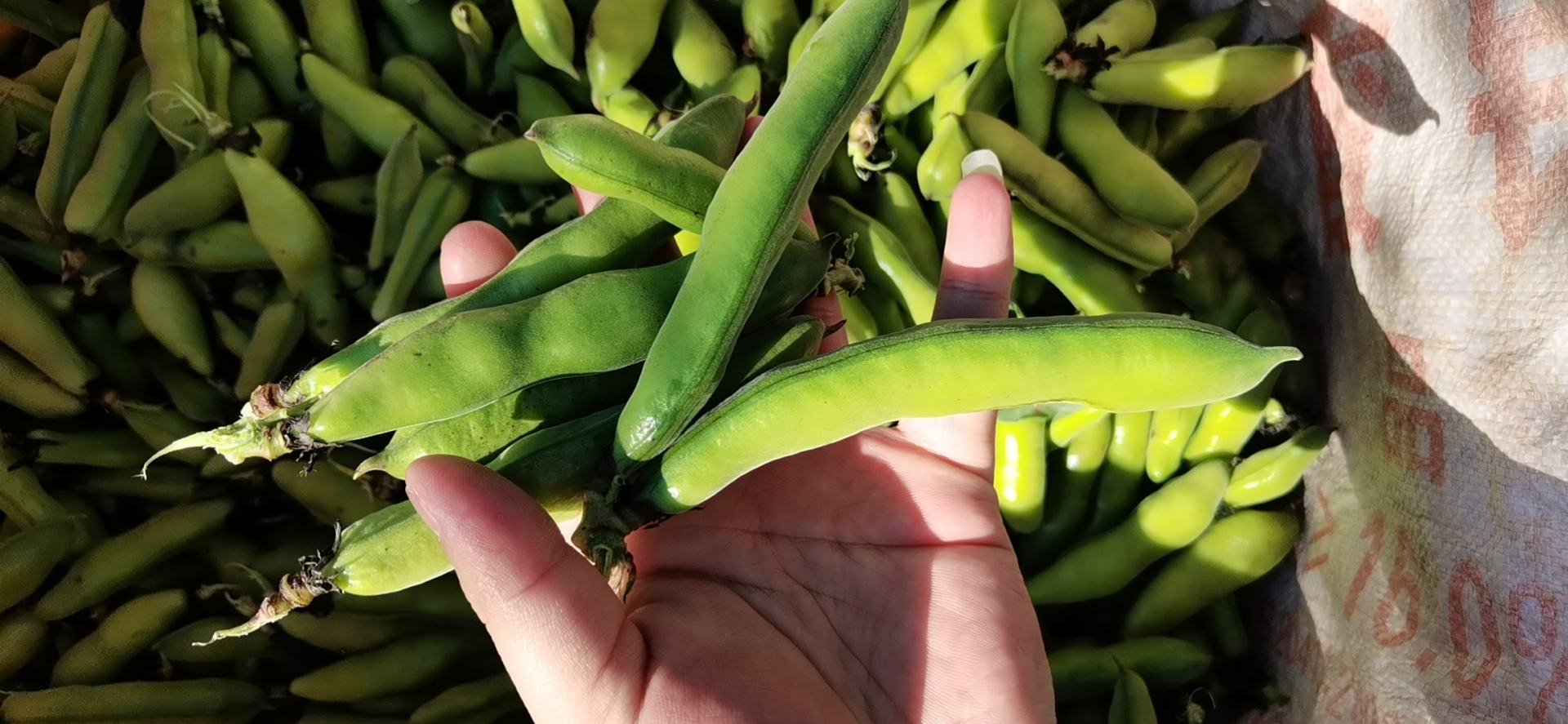 新鲜绿色蚕豆荚打开后露出饱满的浅绿色蚕豆粒,背景为田园农田环境,阳光柔和,突出农产品自然健康的属性 蚕豆特写