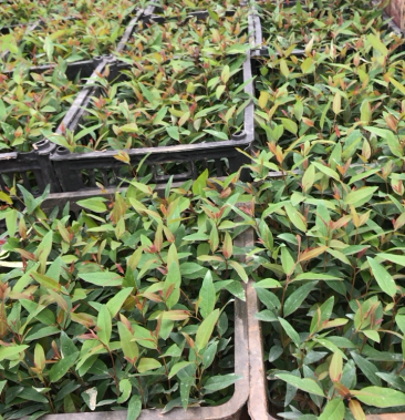 [桉树苗批发]桉树苗 袋装泥土苗,基地直供价格0.80元/棵 - 一亩田