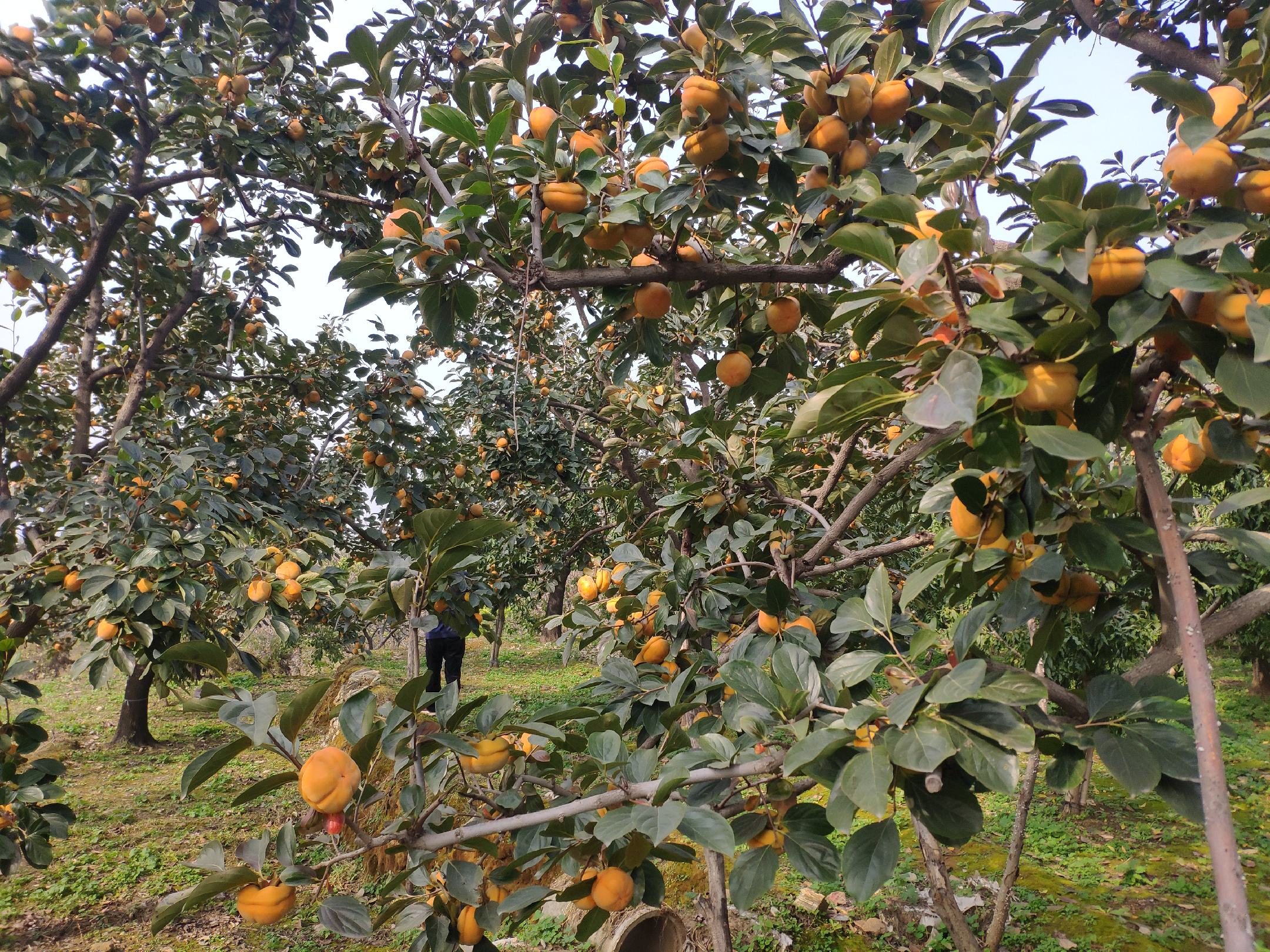 一片丰收季节的磨盘柿果园,树上挂满橙红色的柿子,农民正在采摘,背景为秋日晴朗的天空 磨盘柿果园图