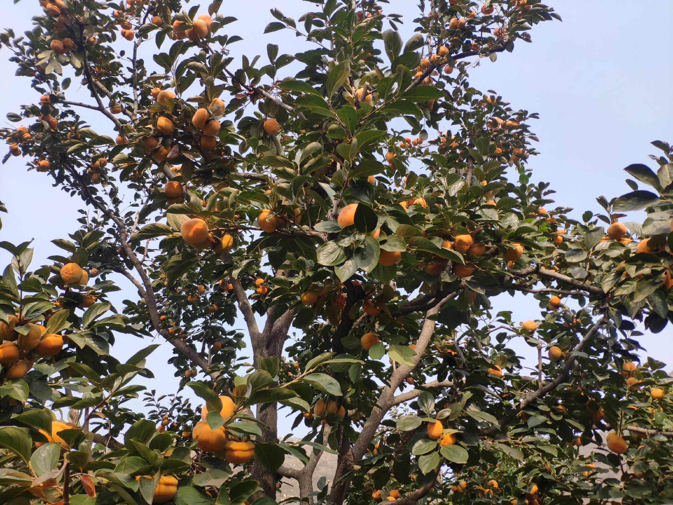 一位农民在果园中手持几个橙红色的磨盘柿,正在仔细检查果实外观,背景为秋日阳光下的柿子树,树叶泛黄,挂满果实 挑选新鲜磨盘柿