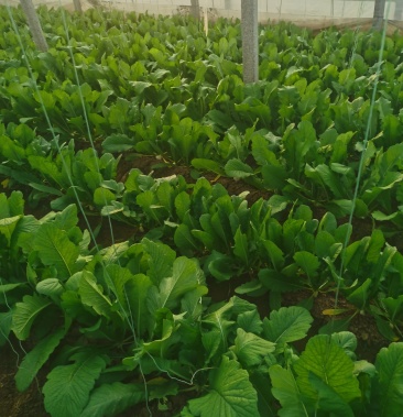 白萝卜大棚白萝卜大量上市中