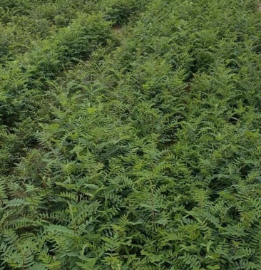 红芪苗预订5元一斤野生条行朱砂点苍术苗10元一斤