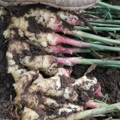 山东临沂沂南县面姜产地行情