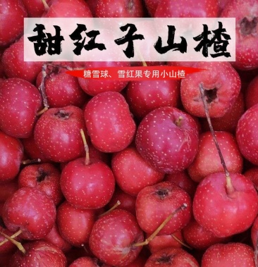 [甜红子山楂批发]新泰特产甜红子山楂甜山楂糖雪球糖葫芦小果不酸山楂