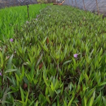 小杯翠芦莉，翠芦莉10袋，绿化苗木，专业种植翠芦莉