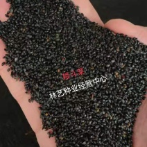 耧斗菜种子花草种子四季多播易种室内阳台盆栽夏季花卉种子