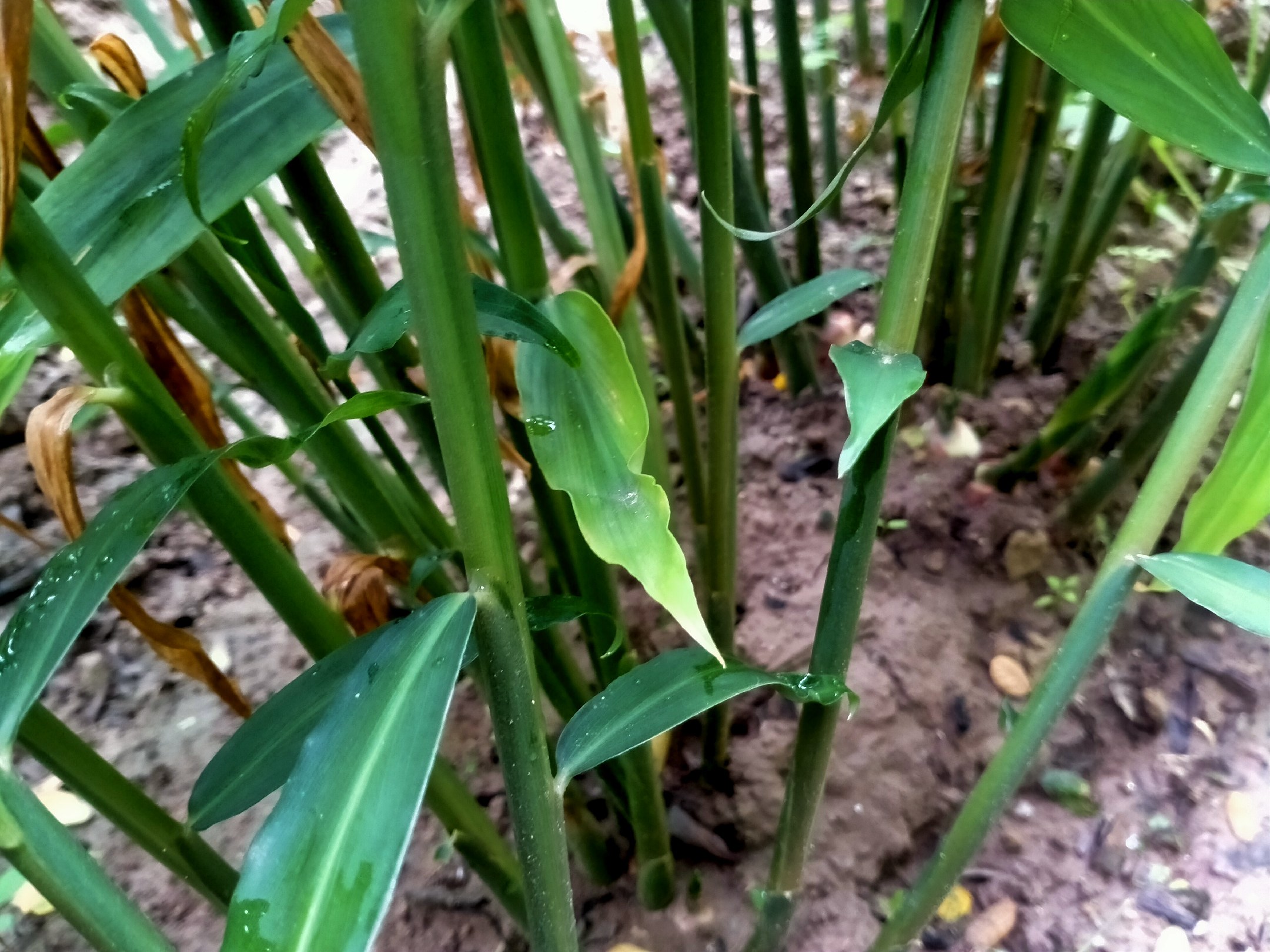 老虎姜姜的野生植株特写