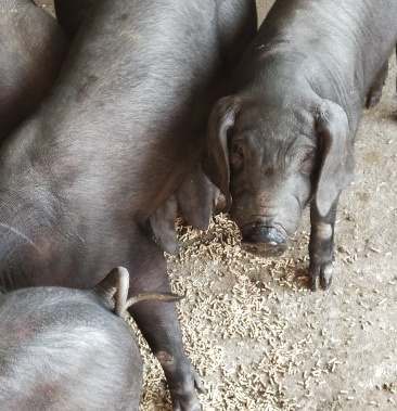 七十多斤的猪仔出售疫苗齐全保证健康自繁自养