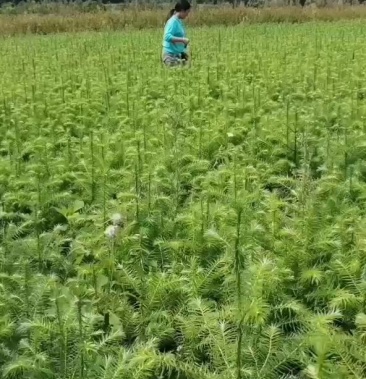 [杉树苗批发]杉树苗刺杉苗杉木种苗刺杉袋苗杉木袋苗杉树袋苗价格0.10元/棵 - 一亩田