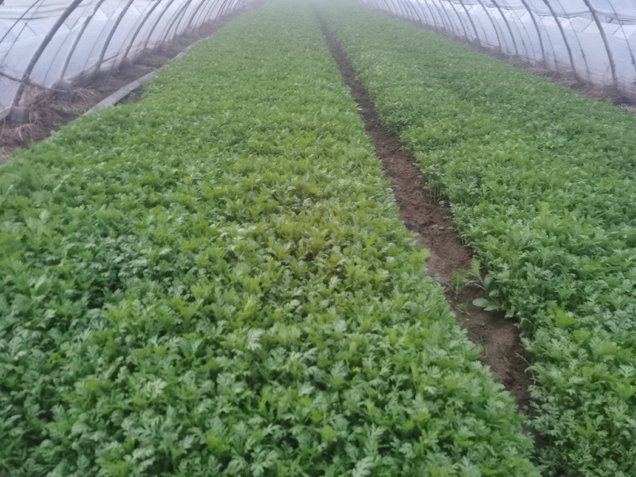 大叶茼蒿在超市销售的场景